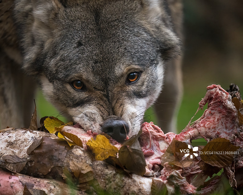 狗吃食物的特写肖像图片素材