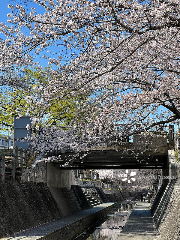 低角度视图的樱花树，日本图片素材