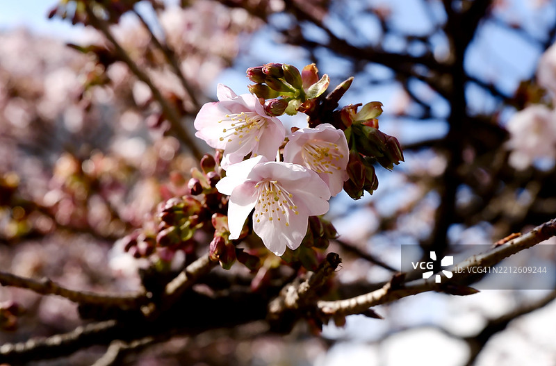 樱花特写图片素材