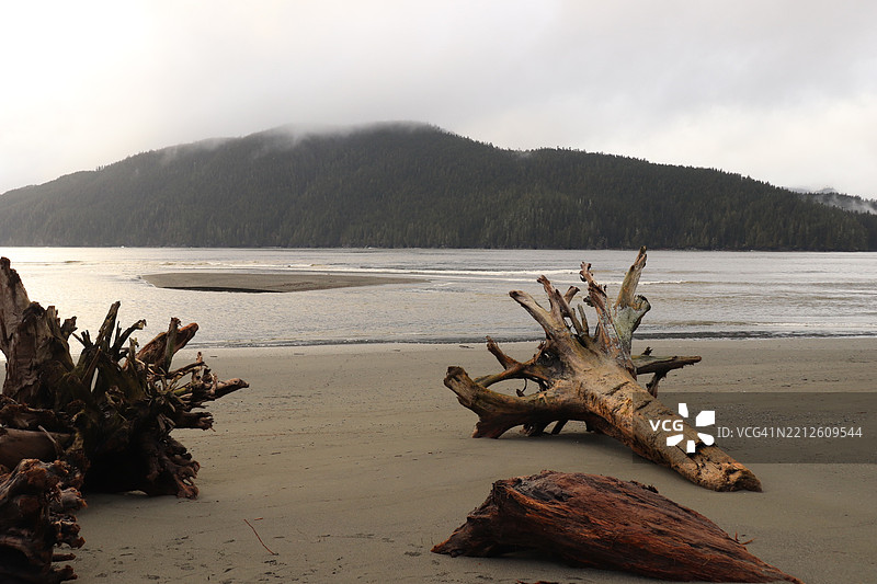 温哥华岛上的植物海滩图片素材