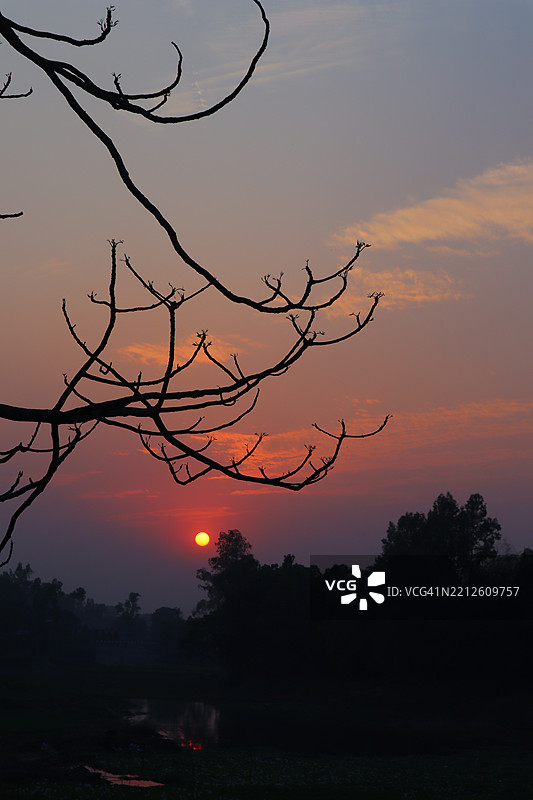 日落时分，天空中光秃秃的树木剪影图片素材