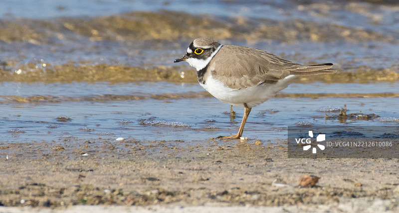 海滩上栖息的鸻鸟特写图片素材