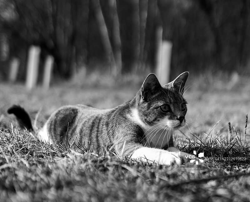 萨尔茨堡宁静公园的高地静谧场景图片素材