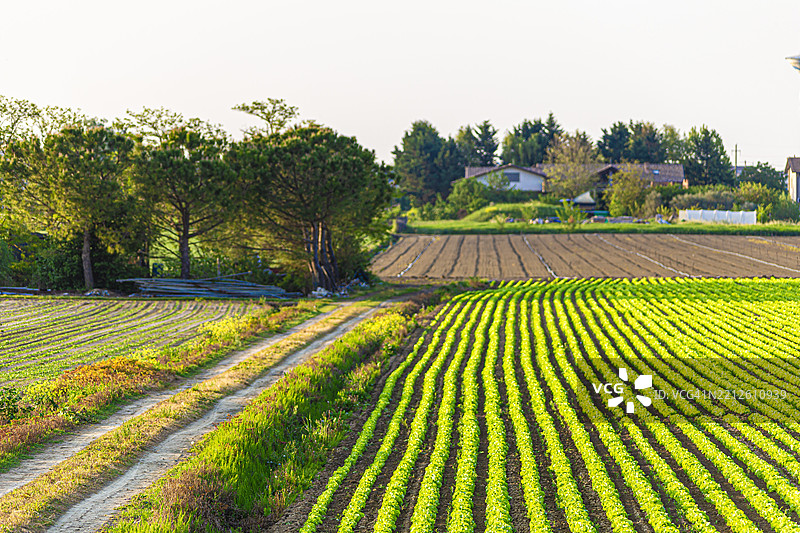 意大利福尔利-切塞纳的切塞纳蒂科，农业田野与天空的美丽景色图片素材
