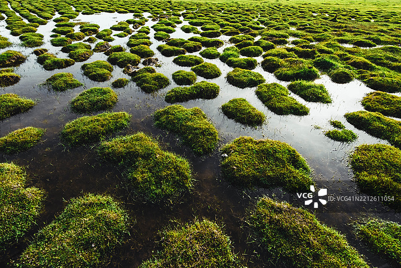 高角度视图的苔藓生长在田野上图片素材