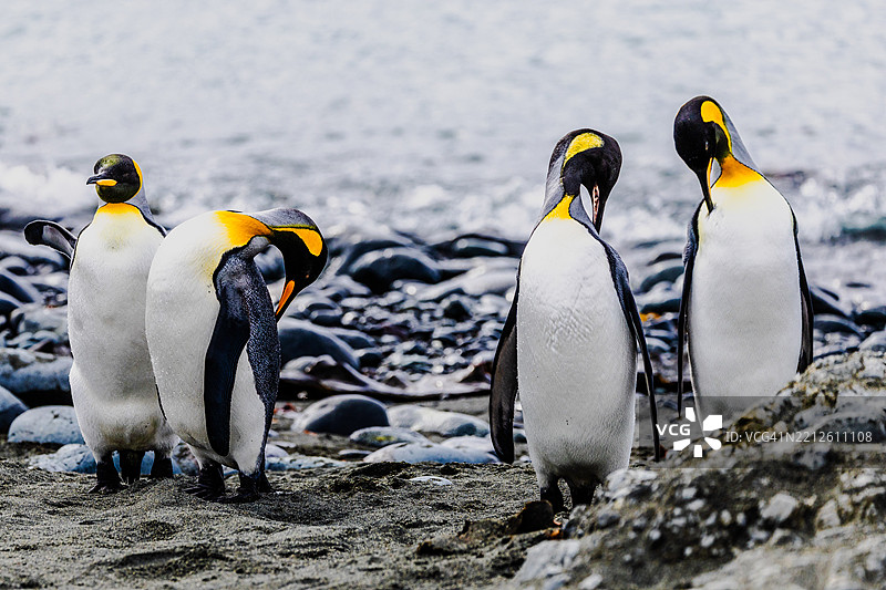 海滩上企鹅的特写镜头图片素材