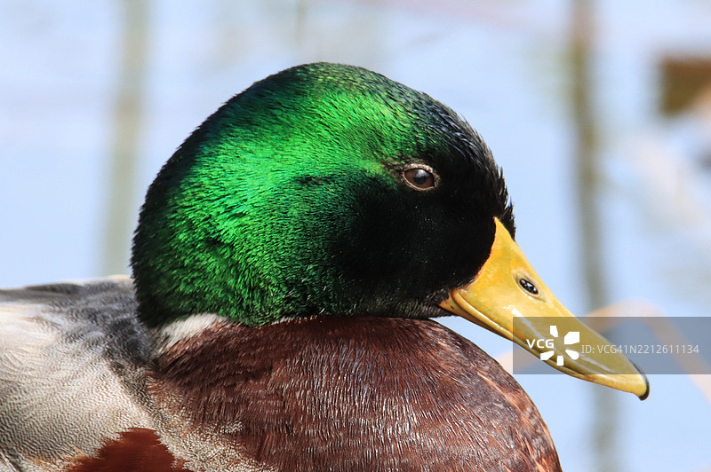 野鸭特写镜头图片素材