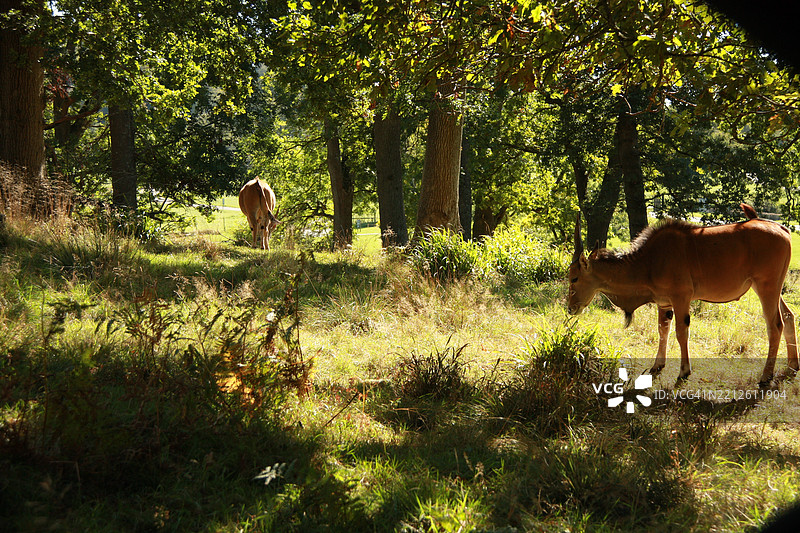 森林中侧面站立的牛，沃明斯特，英国图片素材