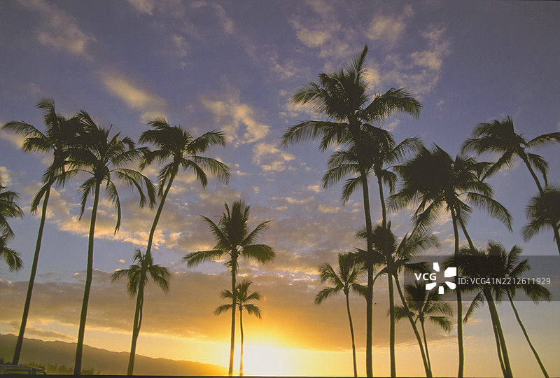 夏威夷，美国，日落时分的天空中棕榈树剪影图片素材