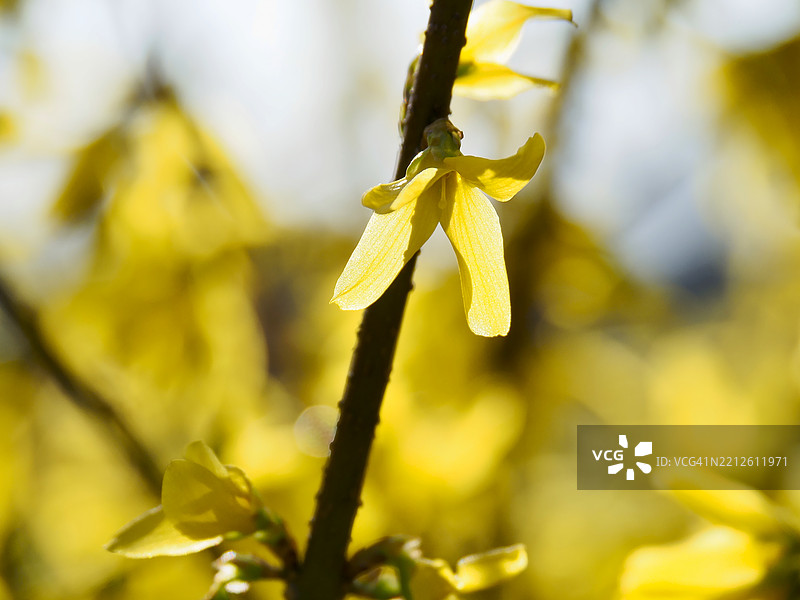 黄色花朵的特写镜头图片素材