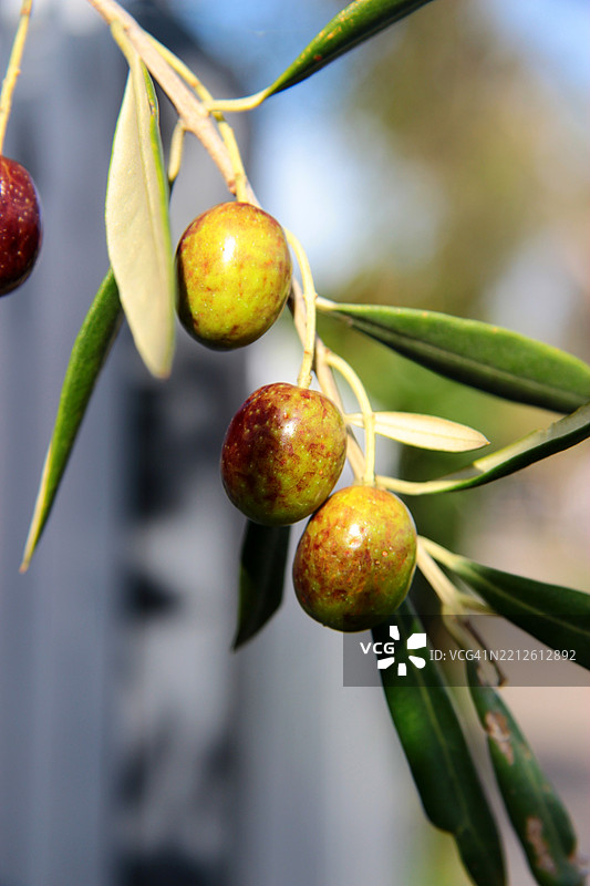 树上水果的特写图片素材