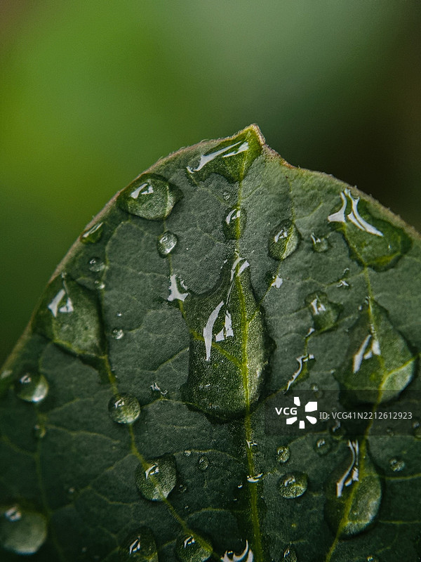 喀尔基斯，格鲁吉亚，叶子上的雨滴特写图片素材