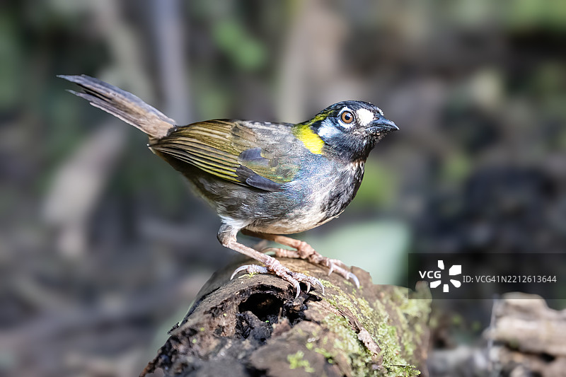 白耳地雀（Melozone leucotis）是一种大型美洲麻雀。图片素材