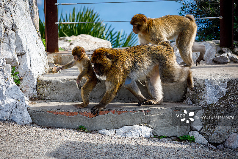 巴巴里猕猴母亲和宝宝下石阶，直布罗陀图片素材