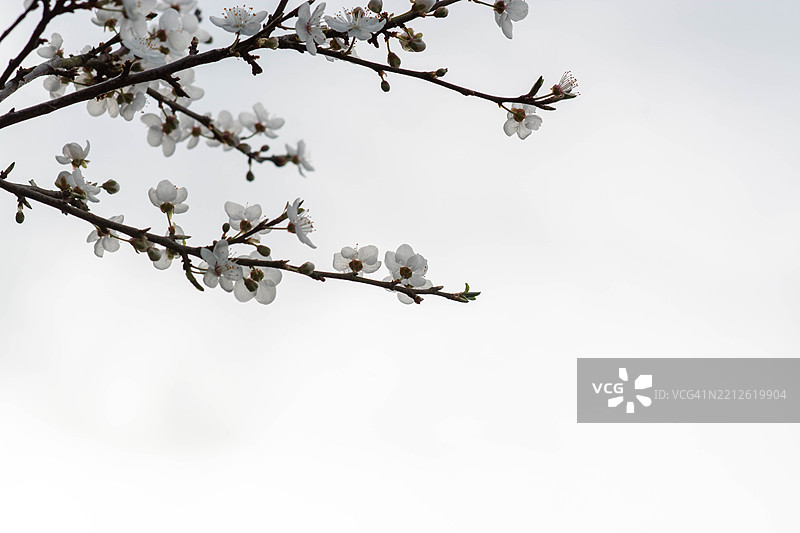 春天树枝上盛开的精致白色花朵图片素材