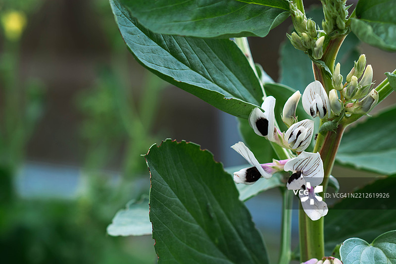 园中开花的蚕豆植物，白色和黑色花朵相间图片素材