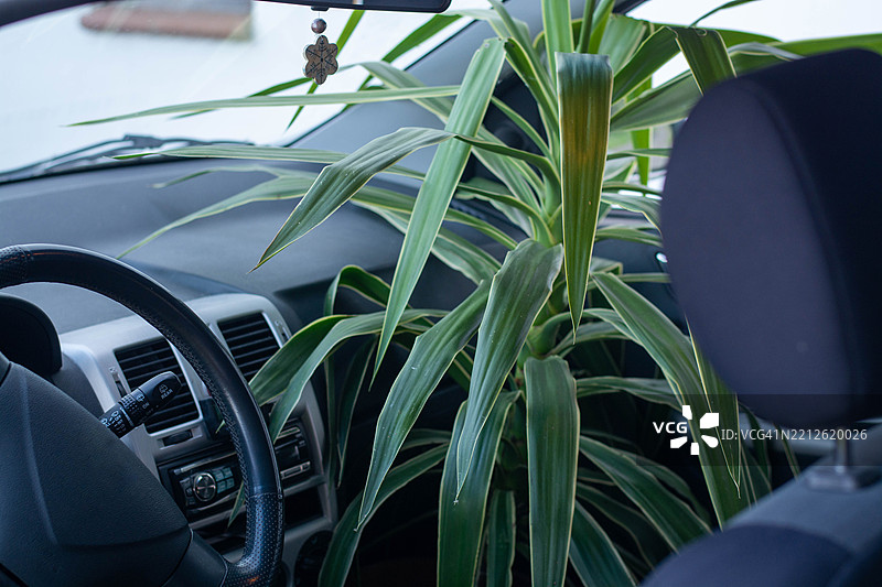 玉米百合植物在汽车内饰中茁壮成长图片素材