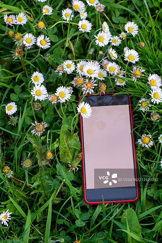 智能手机放在草地上，旁边有雏菊，屏幕为空白。图片素材
