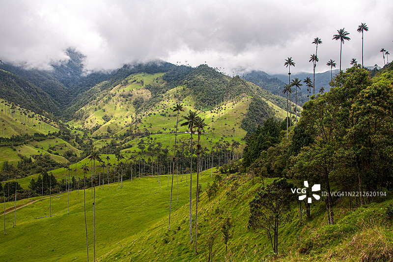 蜡棕榈（Ceroxylon quindiuense）。风景。科科拉谷，昆迪奥，哥伦比亚。图片素材