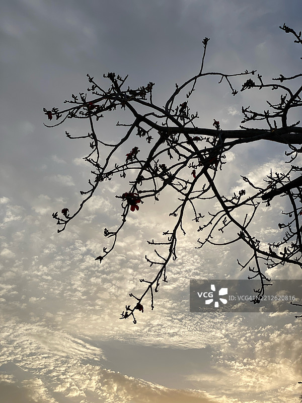 埃及天空下树木剪影的低角度视图图片素材