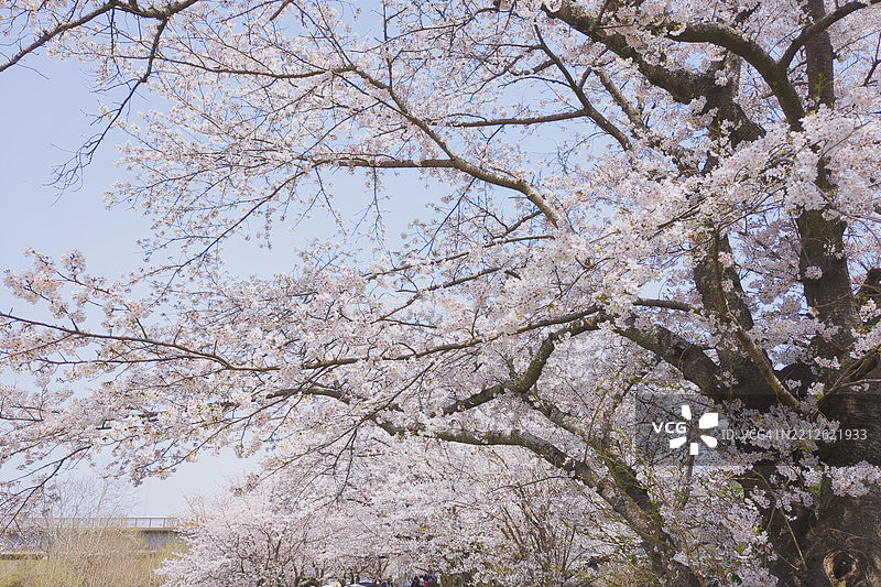 低角度视图的樱花与天空相映成趣图片素材