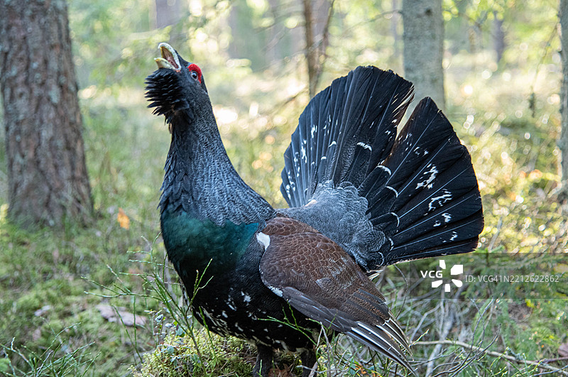 春季在森林中栖息的黑 grouse，拉脱维亚，拉脱维亚图片素材