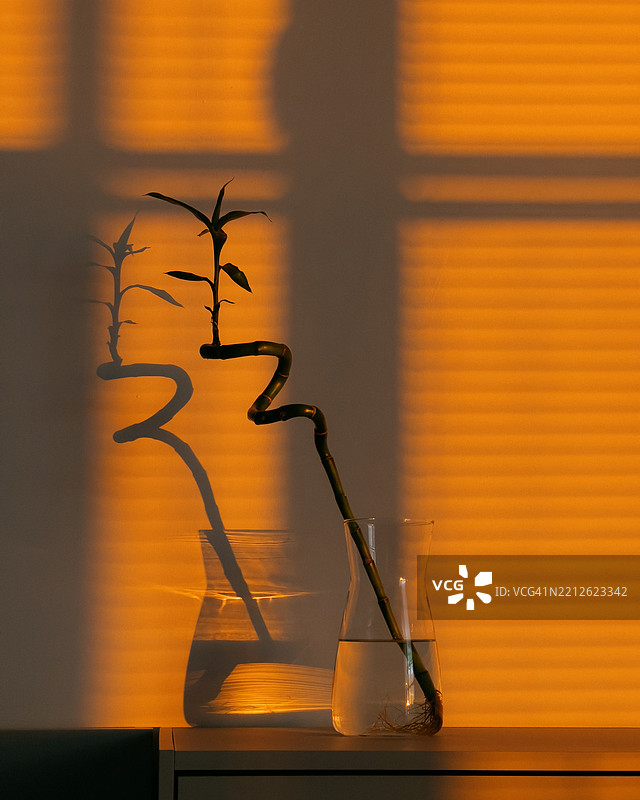 一根幸运竹在玻璃花瓶中，投射出戏剧性的阴影在橙色墙壁上，温暖的光线照亮了它。图片素材