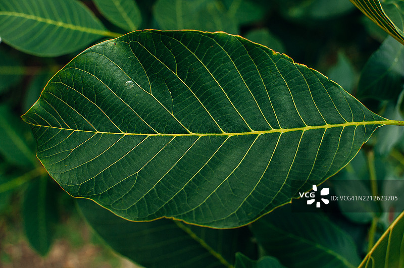 叶子的特写图片素材