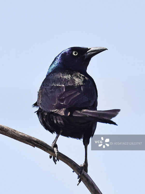 低角度视图的歌鸲栖息在晴朗的天空下，内布拉斯加州，布莱尔，美国图片素材