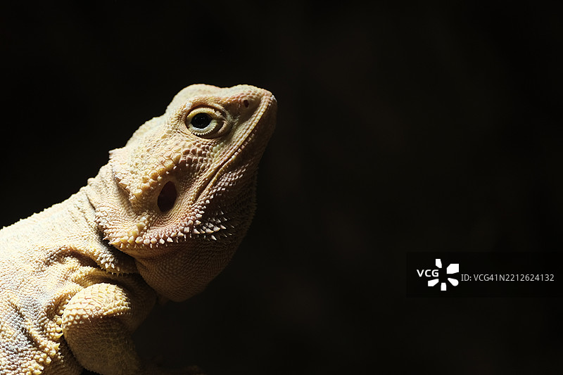 意大利的蜥蜴特写镜头图片素材