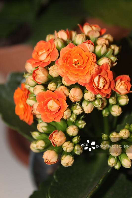 花朵特写图片素材