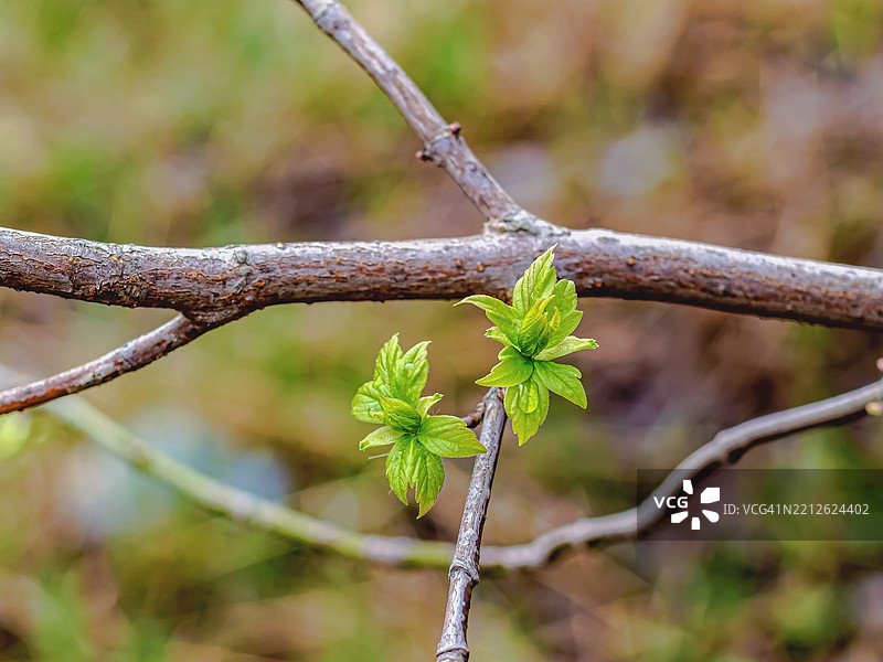 俄罗斯树枝上的叶子特写图片素材