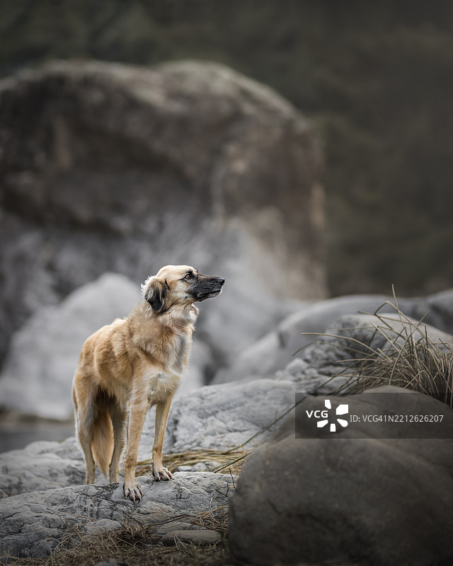 纯种猎犬在岩石上的特写镜头图片素材