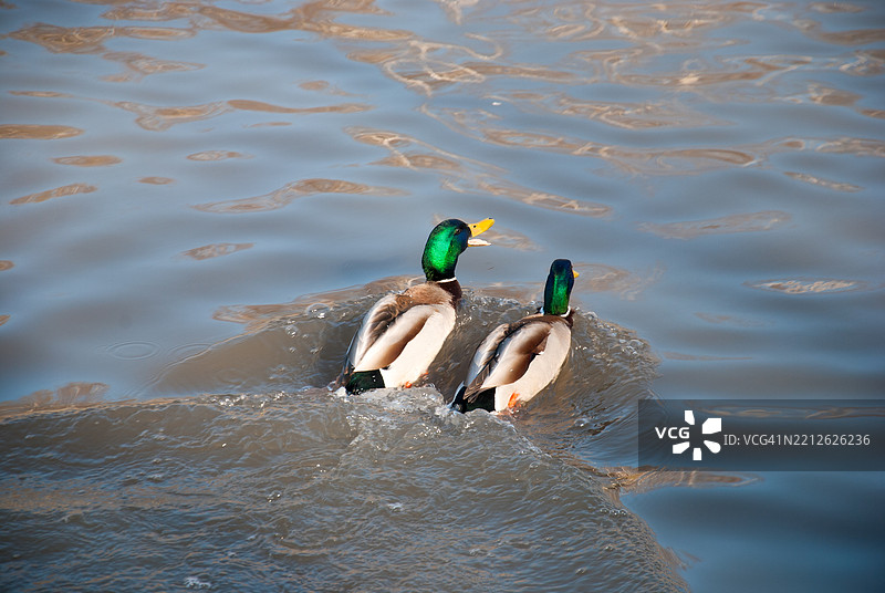 高角度视图的鸭子在湖中游泳图片素材