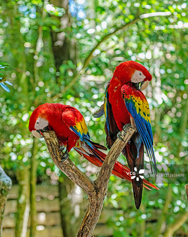 鹦鹉栖息在树上的特写镜头图片素材