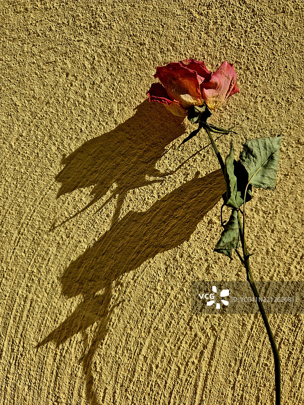 沙滩上植物的高角度视图图片素材