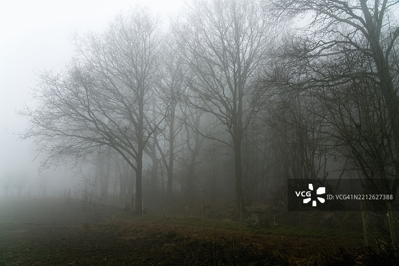 森林中的树木图片素材