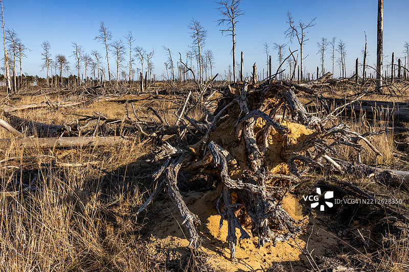 大森林火灾后烧焦的树木和树干图片素材