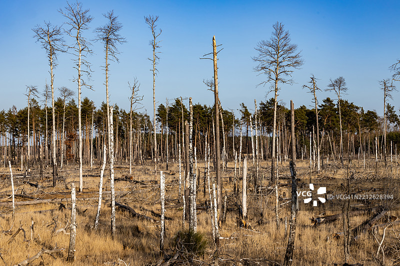 大森林火灾后烧焦的树木和树干图片素材