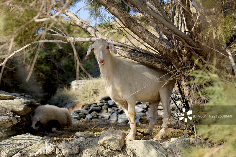 一只白色的山羊站在岩石阳光明媚的风景中的一棵树旁，另一只山羊在附近吃草。图片素材