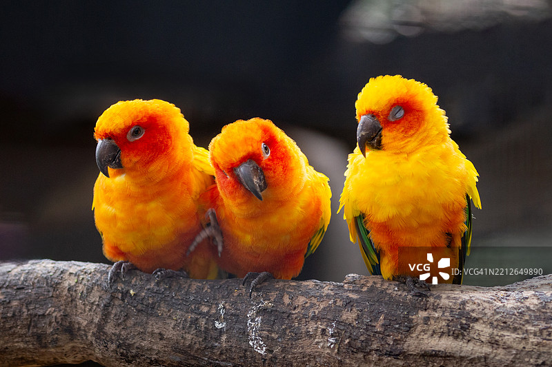 三只色彩斑斓的太阳鹦鹉（Aratinga solstitialis）紧密地栖息在一根树枝上，轻轻用喙为彼此梳理羽毛。图片素材