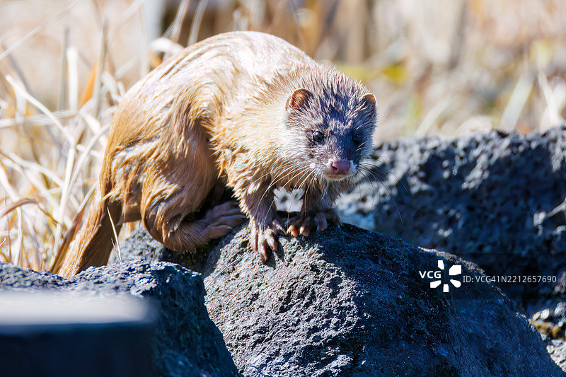 一只可爱的日本鼬鼠（Mustela itatsi，鼬科）。它跳进池塘里抓住了一只日本火腹蝾螈（Cynops pyrrhogaster）。图片素材