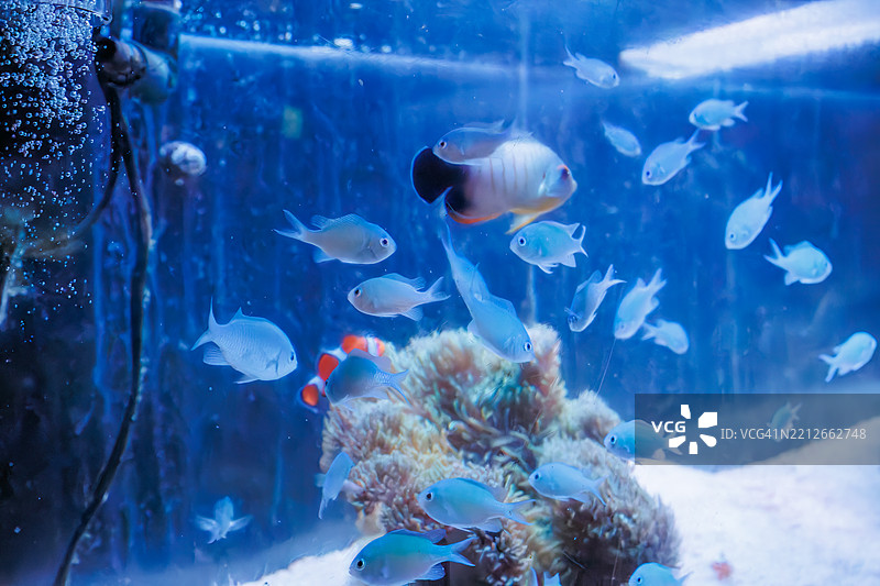 美丽的桌状珊瑚和一群黑边小丑鱼以及其他鱼类，还有小丑鱼（Amphiprion ocellaris）和珍珠鳞天使鱼（Centropyge vrolikii）。图片素材