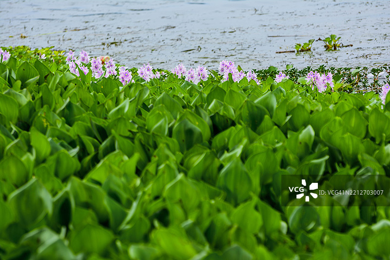 湖托巴的野生水葫芦植物。图片素材