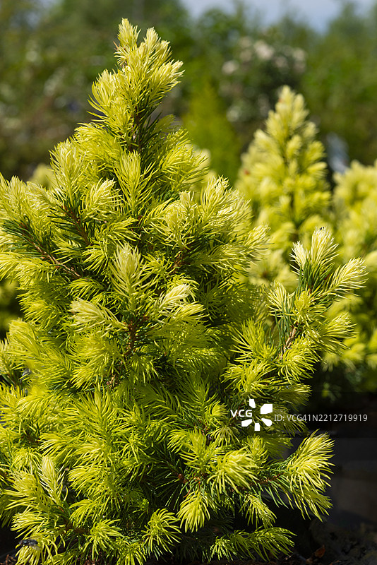 春季的白云杉 'J W Daisy's White'图片素材