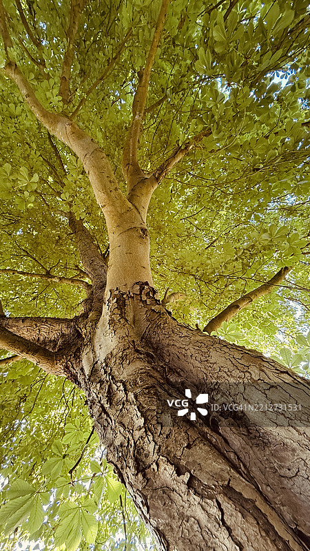 马栗树（Aesculus hippocastanum）树干特写图片素材