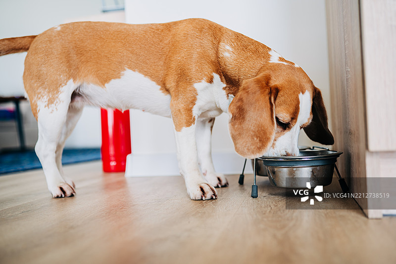比格犬在现代家居环境中从高架食碗中进食图片素材