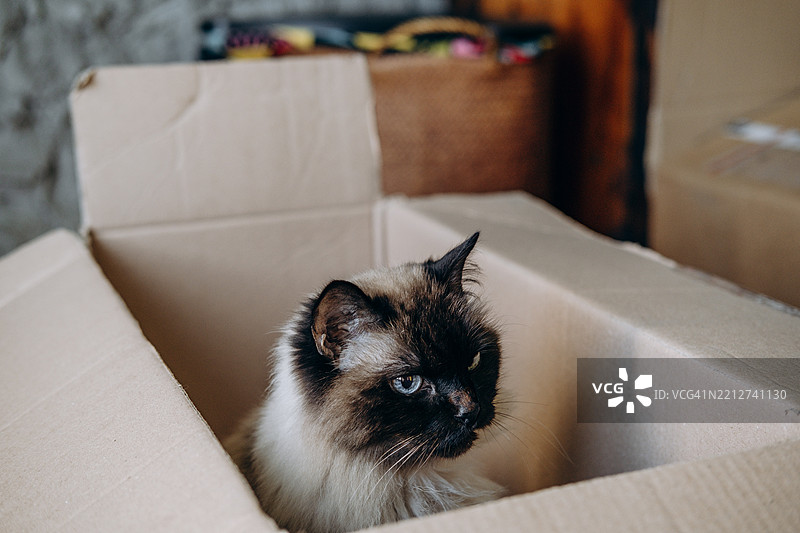 一只美丽的毛茸茸的猫坐在纸箱里，准备搬到新家。图片素材