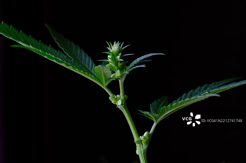 雄性大麻植物与盛开的花朵。图片素材