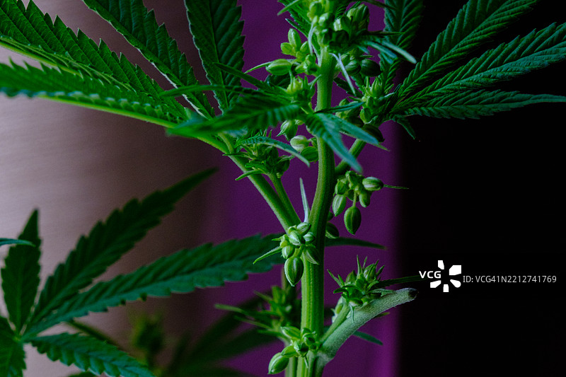 雄性大麻植物与盛开的花朵。图片素材